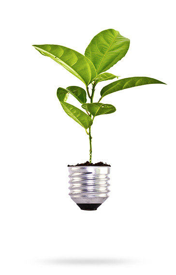 about us bulb
